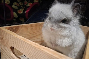 Schönes Angora Männchen und Weibchen Chinchillas 