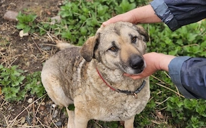 Skipper sucht ihr Glück