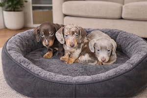 Zauberhafte Zwergdackelwelpen suchen ihr für immer Zuhause 