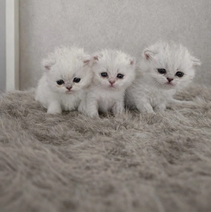 Britisch Kurzhaar Kitten 3 Weibchen BKH