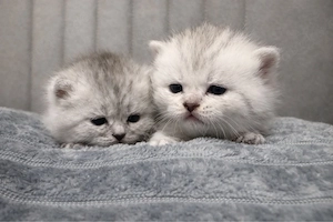 Wunderschöne BKH Kater Britisch Kurzhaar