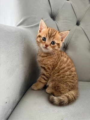 BKH Katzen zu verkaufen   