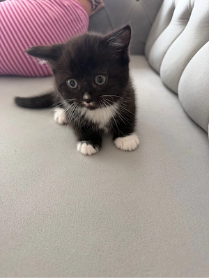 BKH Katzen zu verkaufen   