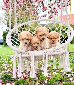 Exklusive Maltipoo Welpen aus liebevoller Familienaufzucht   