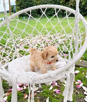 Maltipoo Welpen     Bild 2