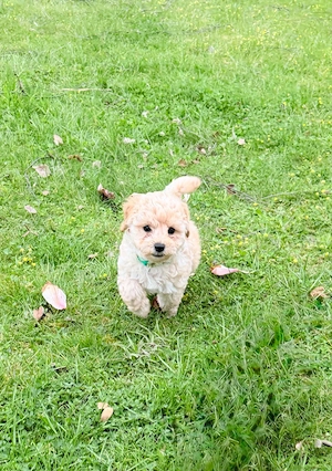 Maltipoo Welpen     Bild 3