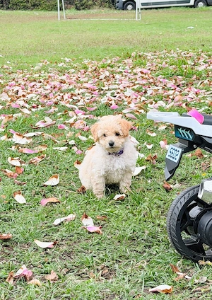 Maltipoo Welpen     Bild 4