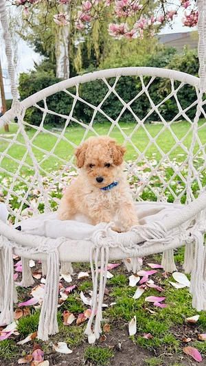 Maltipoo Welpen     Bild 5