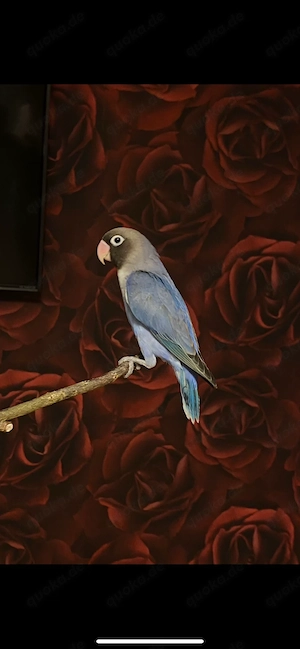 Wunderschöne Schwarzköpfchen-Henne (1 J., DNA-getestet)