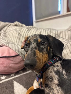 Dackelrüde sucht neues Zuhause