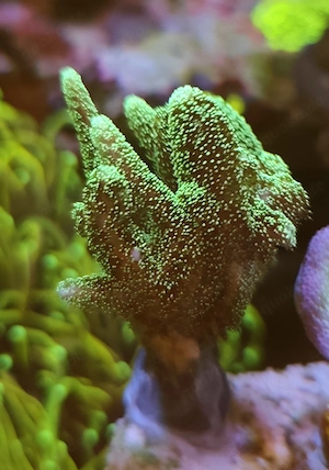 Stylophora colorful SPS coral Koralle 