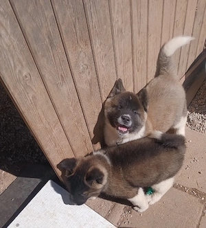  2 süße Welpen Abgabebereit ab 30.3.26