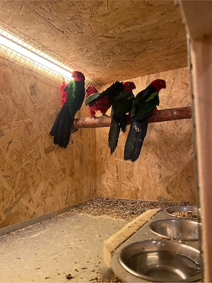 Grünflügel-Königssittiche, Bergsittiche, Sonnennsittich und Rosellasittich