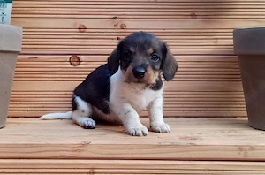 Süße Dackel-Welpen suchen ein neues Zuhause   