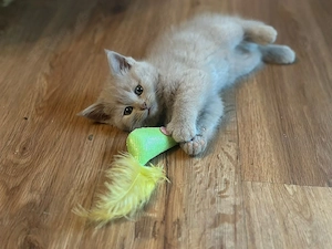 Katzen Mädchen BKH darf ausziehen 