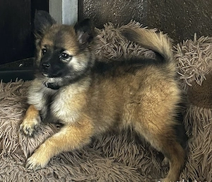 Zuckersüße Zwergspitzhündin in sable 