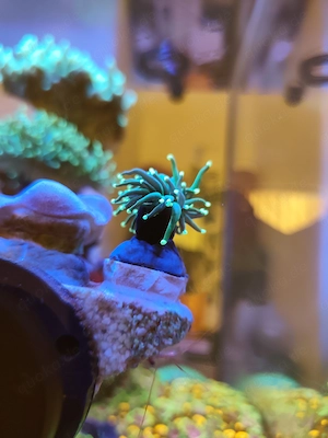 Euphyllia Glabrescens Hulk  Koralle  Bild 3