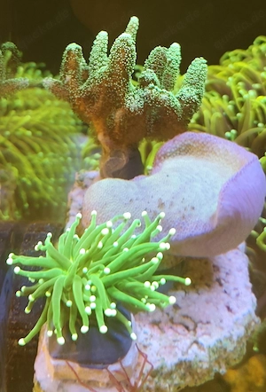 Euphyllia Glabrescens Hulk  Koralle  Bild 2