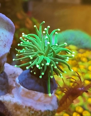 Euphyllia Glabrescens Hulk  Koralle 