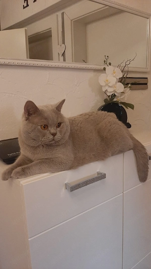 BKH Deckkater Farbe Lilac.