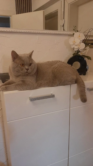 BKH Deckkater Farbe Lilac.