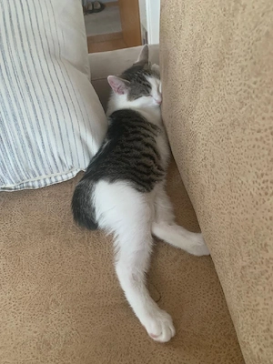 kleines katzenmädel sucht ab sofort neues zuhause 