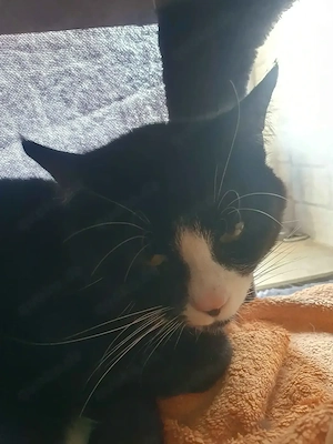 2 Jahre alte Katze sucht dringend Einzelplatz