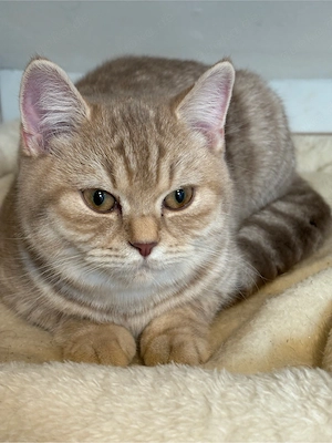 BKH Katze Reinrassige