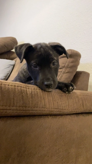 Mischlingswelpe abzugeben