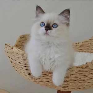 Ragdoll Kitten