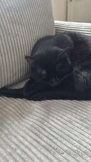 Hauskater schweren Herzen abzugeben.