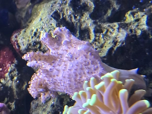 Ableger Meerwasser,  Gorgonie, Anthelia Glauca 