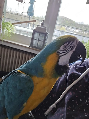 Gelbbrustara Pärchen abzugeben...