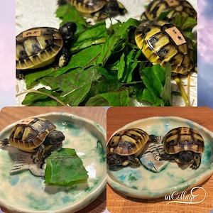 Griechische Landschildkröten