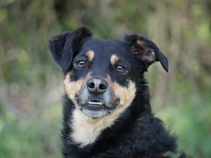 Tuco sucht sein Zuhause