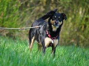 Tuco sucht sein Zuhause Bild 6