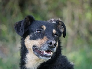 Tuco sucht sein Zuhause Bild 5