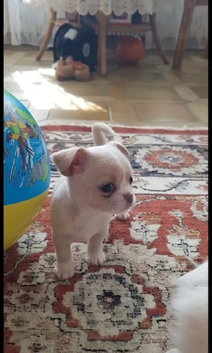 Reinrassige Chihuahua Welpen