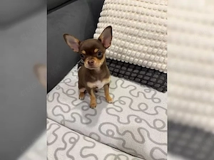 Chihuahua Langhaar Rüde Welpe aus kontrollierter Zucht