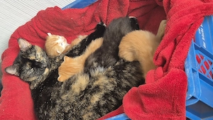 Rote Katzen suchen ein Zuhause 