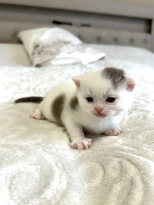 Seltene und wunderschöne BKH Kitten