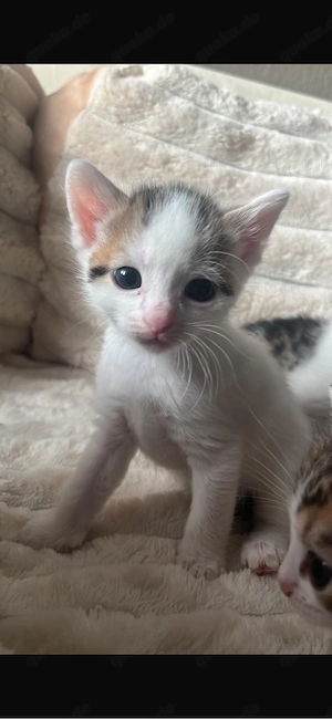 Babykatze 