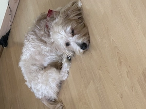 Teddy sucht liebes Zuhause 