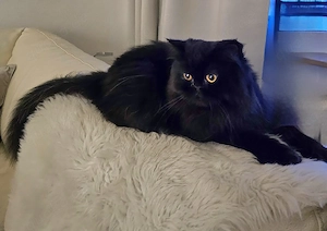 Perser Reinrassig Kater Junge Kastriert 