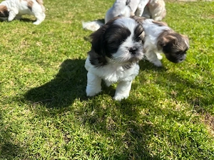 Shih Tzu Welpen