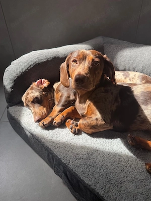 Wunderschöne Zwergdackel Rüden in Merle abzugeben