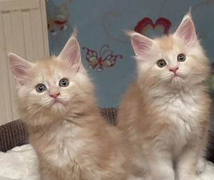 Maine Coon vom Tankumsee, geb. am 16.02.2026