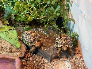 Stigmochelys pardalis (Geochelone pardalis babcocki) Jungtiere 02 2026