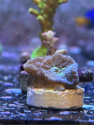 Ableger abzugeben  Bild 2