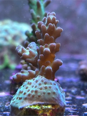 Ableger abzugeben  Bild 3